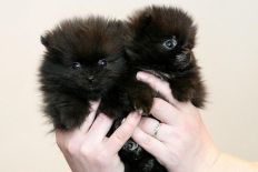 щенок померанского шпица BUGSY Aljens Lil Gangsta Of Lenette, Pomeranian