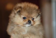 щенок померанского шпица BUGSY Aljens Lil Gangsta Of Lenette, Pomeranian