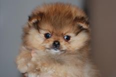щенок померанского шпица BUGSY Aljens Lil Gangsta Of Lenette, Pomeranian