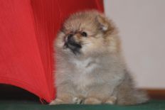 щенок померанского шпица BUGSY Aljens Lil Gangsta Of Lenette, Pomeranian