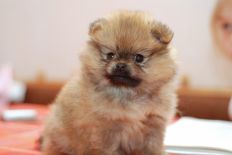 щенок померанского шпица BUGSY Aljens Lil Gangsta Of Lenette, Pomeranian