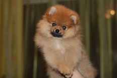 щенок померанского шпица BUGSY Aljens Lil Gangsta Of Lenette, Pomeranian