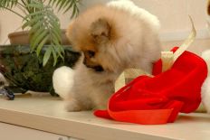 щенок померанского шпица BUGSY Aljens Lil Gangsta Of Lenette, Pomeranian