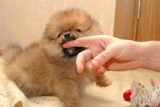 щенок померанского шпица BUGSY Aljens Lil Gangsta Of Lenette, Pomeranian