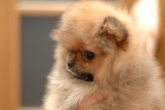 щенок померанского шпица BUGSY Aljens Lil Gangsta Of Lenette, Pomeranian