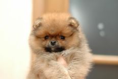 щенок померанского шпица BUGSY Aljens Lil Gangsta Of Lenette, Pomeranian