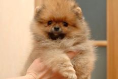 щенок померанского шпица BUGSY Aljens Lil Gangsta Of Lenette, Pomeranian