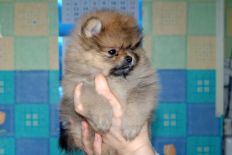 щенок померанского шпица BUGSY Aljens Lil Gangsta Of Lenette, Pomeranian