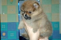 щенок померанского шпица BUGSY Aljens Lil Gangsta Of Lenette, Pomeranian