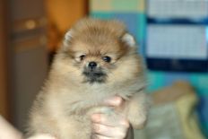 щенок померанского шпица BUGSY Aljens Lil Gangsta Of Lenette, Pomeranian