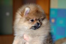 щенок померанского шпица BUGSY Aljens Lil Gangsta Of Lenette, Pomeranian