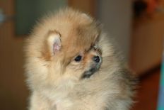 щенок померанского шпица BUGSY Aljens Lil Gangsta Of Lenette, Pomeranian