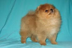 щенок померанского шпица BUGSY Aljens Lil Gangsta Of Lenette, Pomeranian