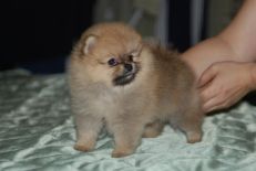 щенок померанского шпица от PJ'S Sir Richard Of Goldchip, Pomeranian