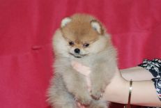 щенок померанского шпица от PJ'S Sir Richard Of Goldchip, Pomeranian