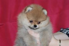 щенок померанского шпица от PJ'S Sir Richard Of Goldchip, Pomeranian